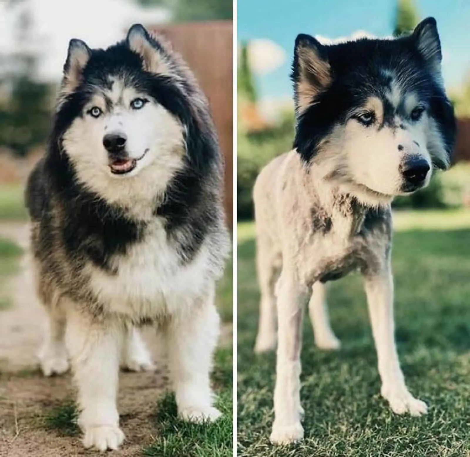 dog before and after haircut looking funny